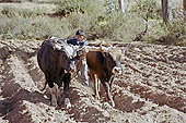 Agriculture in Peruvian puna